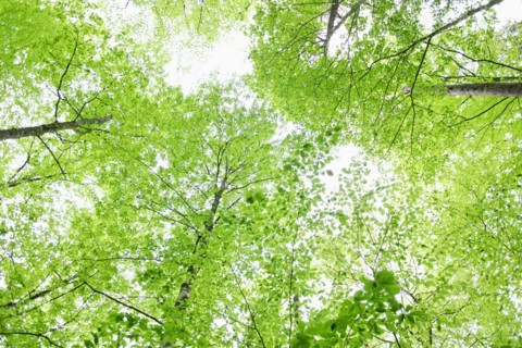 A forest of trees.