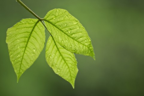 Leaves