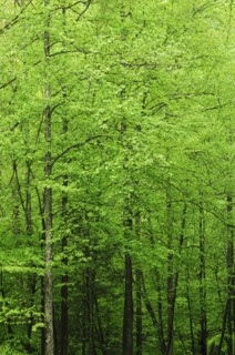 A forest of trees