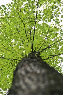 A tree