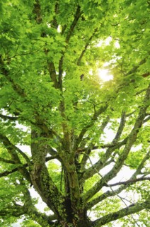 A tree