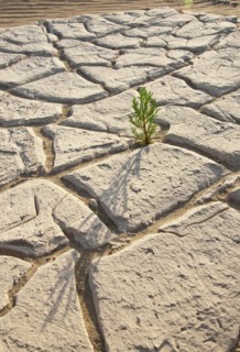 Cracked earth