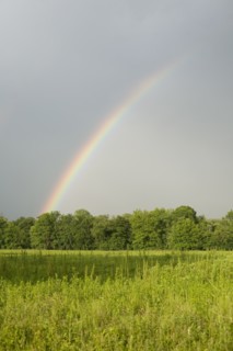 A rainbow in a field