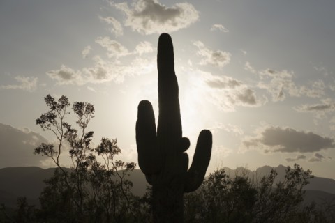 Silhouette of a cactus