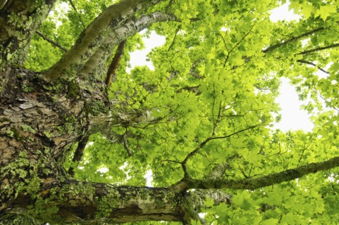 A tree