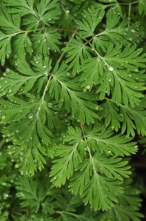 Tree branches outdoors