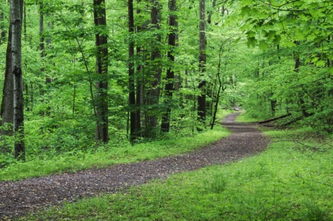 A scenic and empty path