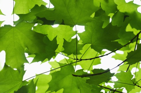 Leaves