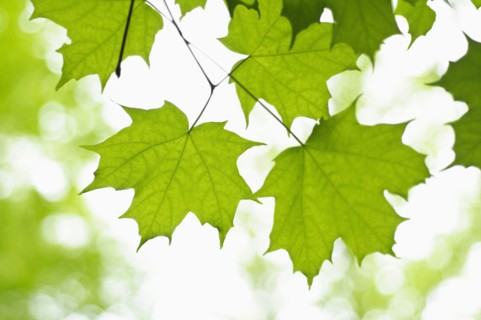 Leaves