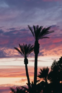 Palm trees by power lines