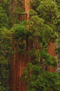 A forest of trees