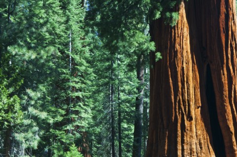 A forest of trees