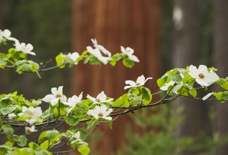 White Flowers.