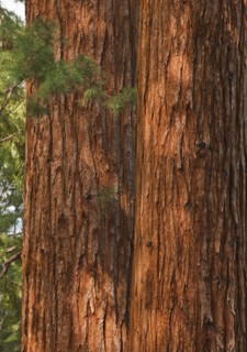 A forest of trees.