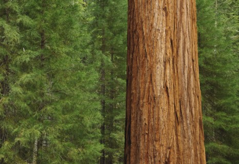 A forest of trees.