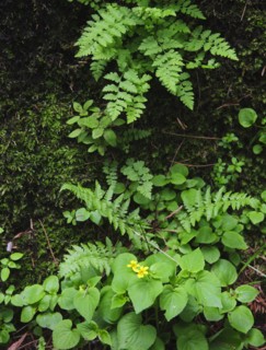 Leaves.