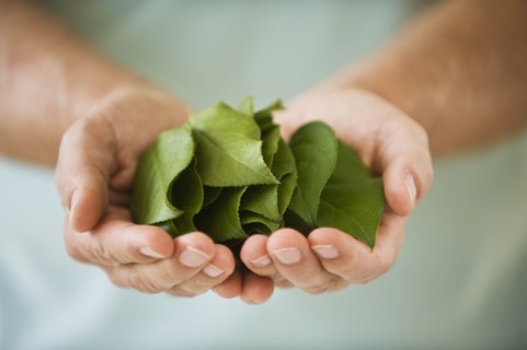 Hand holding leaves