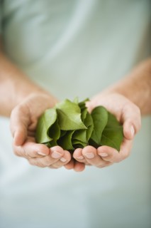 Hand holding leaves