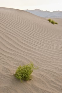 Sand dunes in the desert.