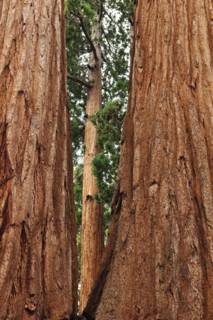 A forest of trees.