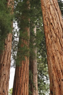 A forest of trees.