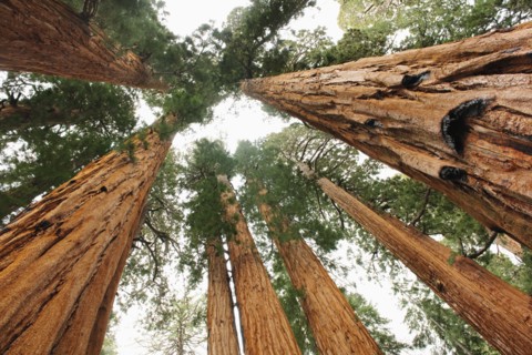 A forest of trees.