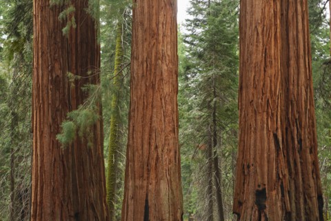 A forest of trees.