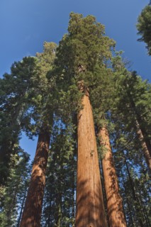 A forest of trees.