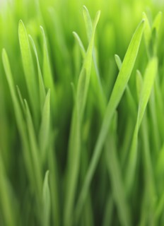 Close up of grass.