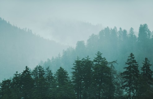 Mountain landscape with trees.