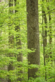A forest of trees.