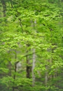 A forest of trees.