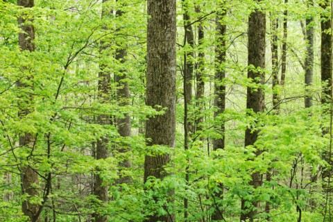 A forest of trees.