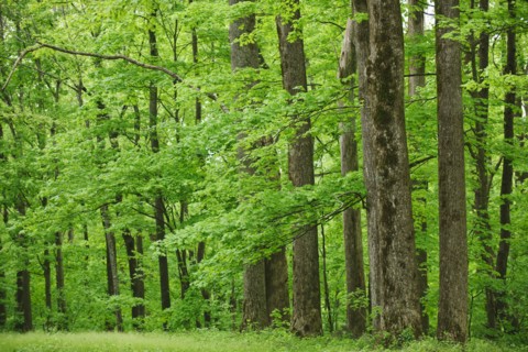 A forest of trees.