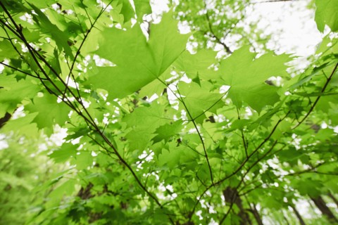 A forest of trees.