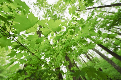 A forest of trees.