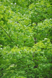 A forest of trees.