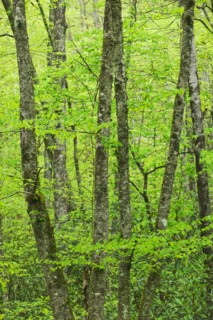 A forest of trees.