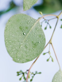 Leaves