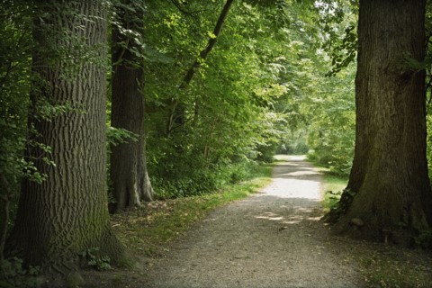 Path in forest