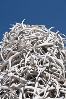 Pile of Antlers.
