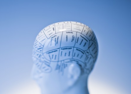 Model of human brain.