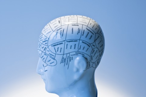 Model of human brain.