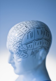 Model of human brain.
