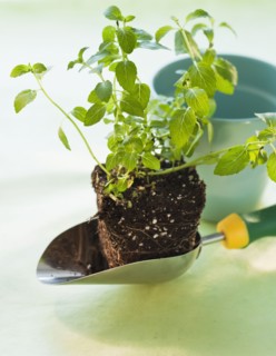 Plant ball.