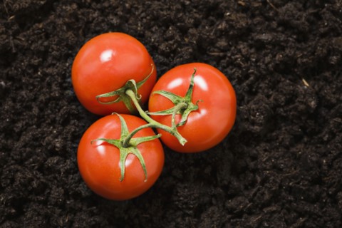 Tomatoes
