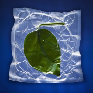 Shrink wrapped green leaf