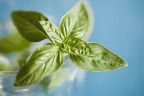 Herb basil