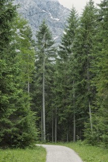 Path in forest