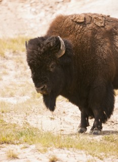Bison.